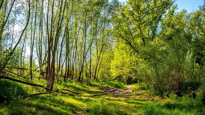 biologisk-mangfald-trad-äng-natur-1280x720.jpg