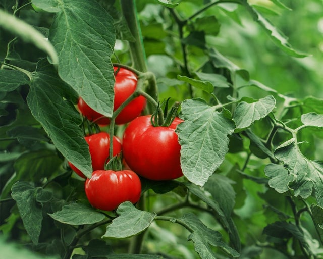 Kiwa | Tomatoes with a ZERYA® label