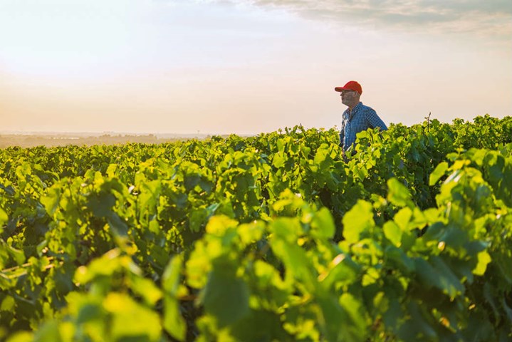 farmer vegetables