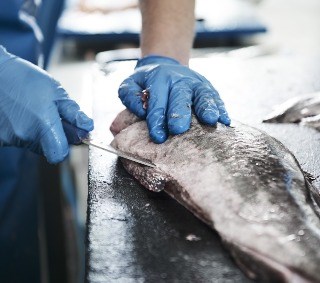 A fish being prepared in a safe and secure environment